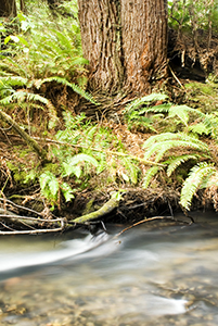 FSC-Certified-Redwood-Forestlands-Help-Protect-Water-Quality